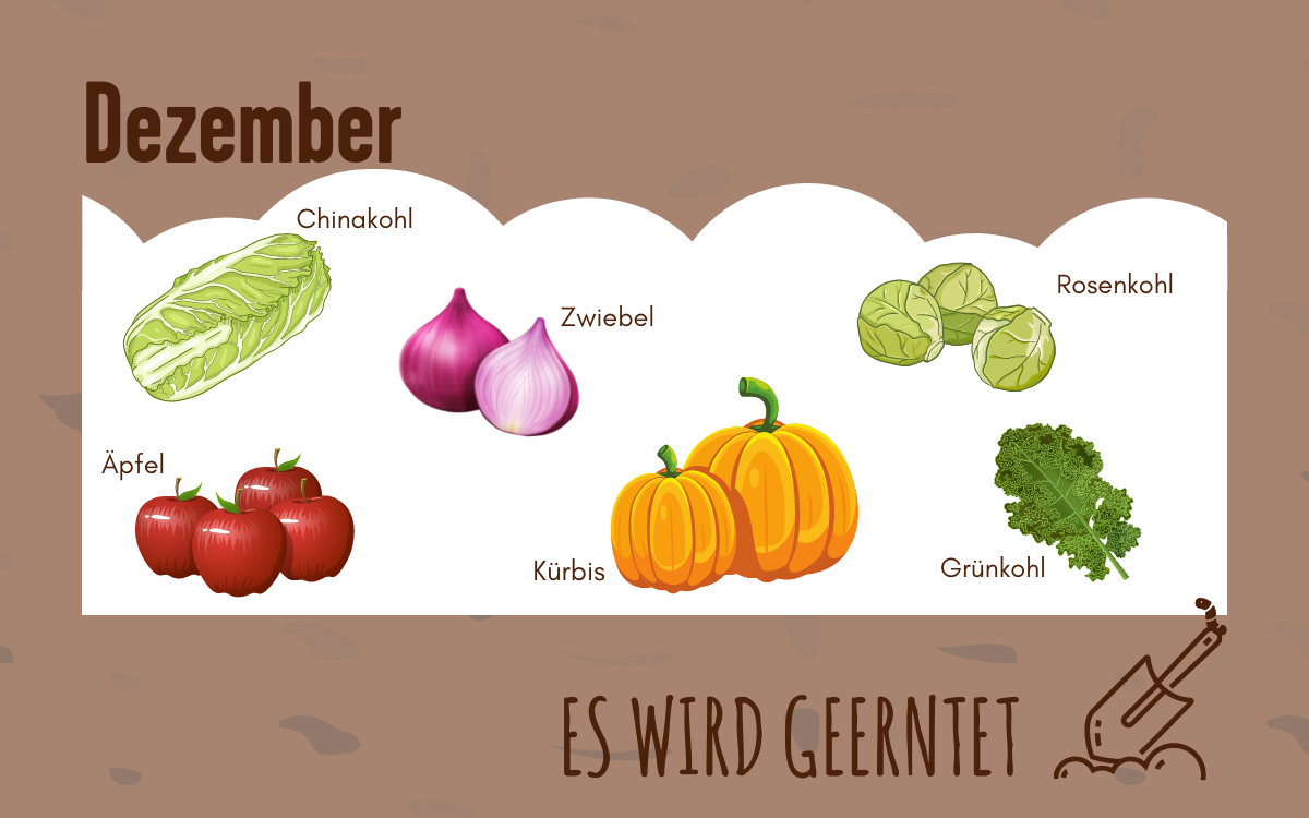 Grafik von Gemüsesorten, die im Dezember geerntet werden.