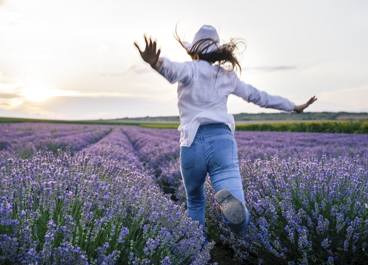 Gro&szlig;es bl&uuml;hendes Lavendelfeld bei Sonnenuntergang