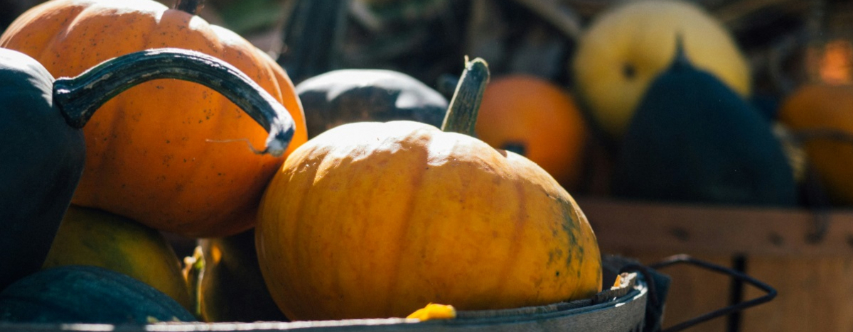 Orangene Riesenk&uuml;rbisse