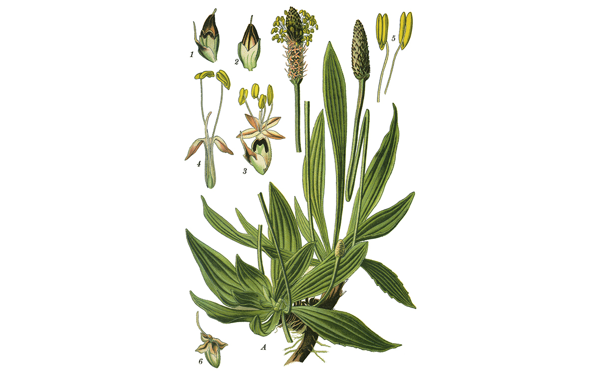 Grafik von Breit- und Spitzwegerich