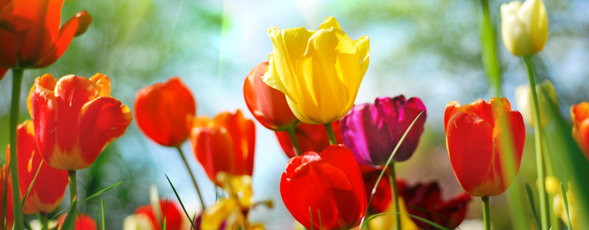 Eine Wiese mit bunten Fr&uuml;hjahrsblumen