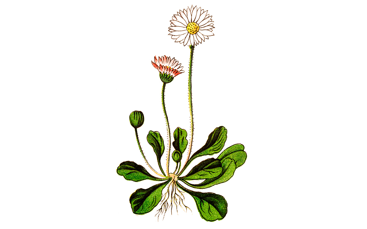 Grafik von G&auml;nsebl&uuml;mchen