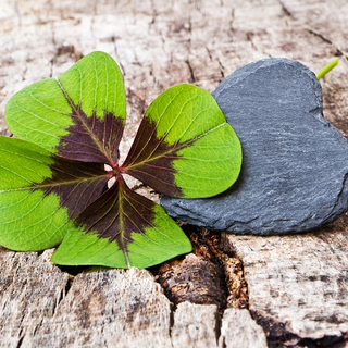 Kleeblatt und Steinherz auf Rinde