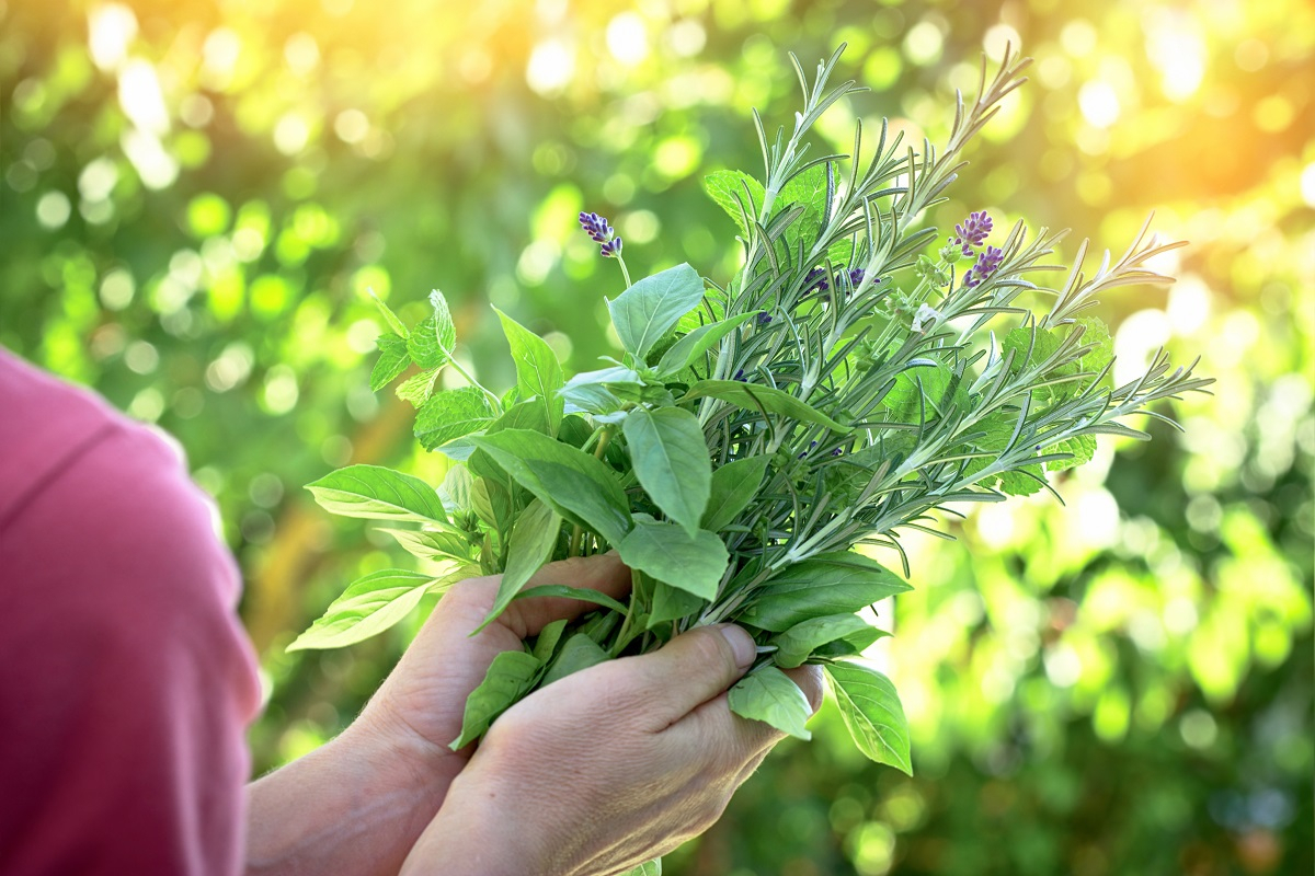 Strau&szlig; zeigt Vielfalt an Kr&auml;utern
