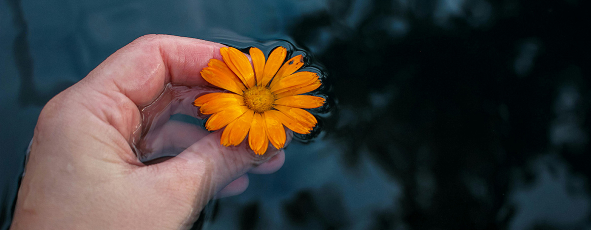 Jemand h&auml;lt eine Ringelblume in der Hand