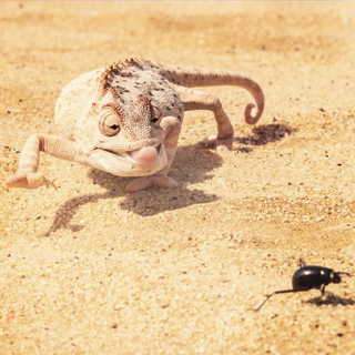 Hungriges Cham&auml;leon jagt K&auml;fer