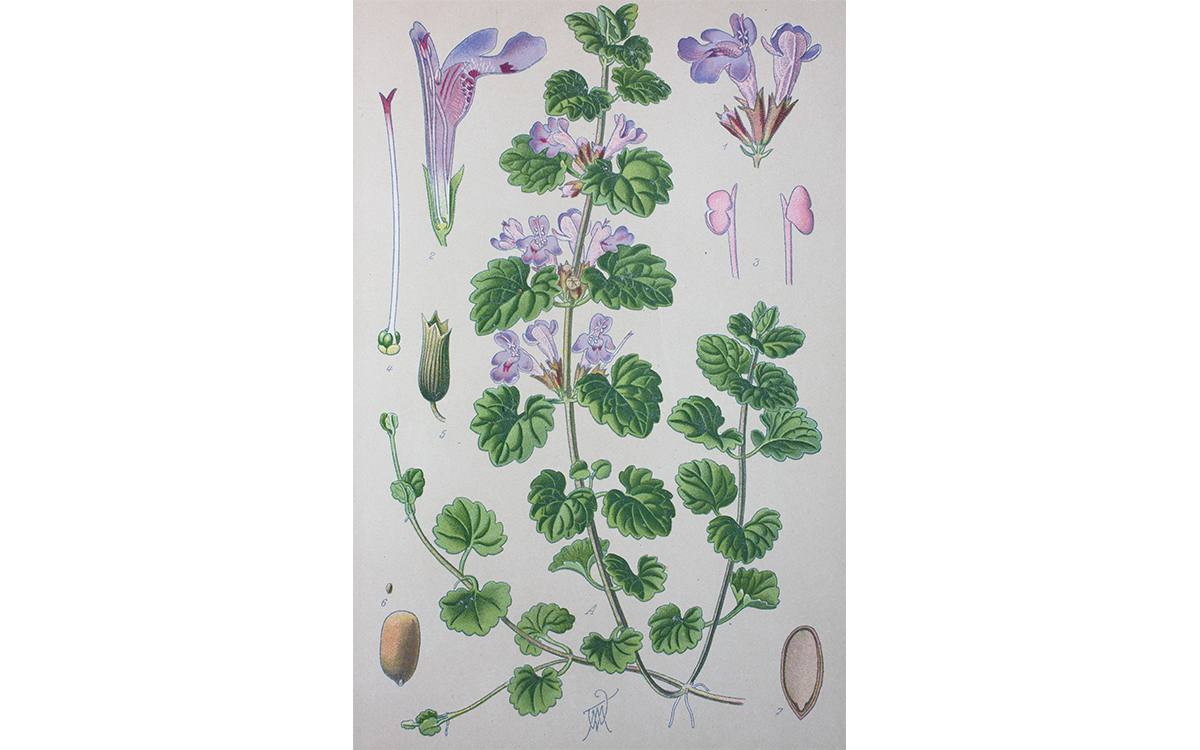 Grafik von Gundermann