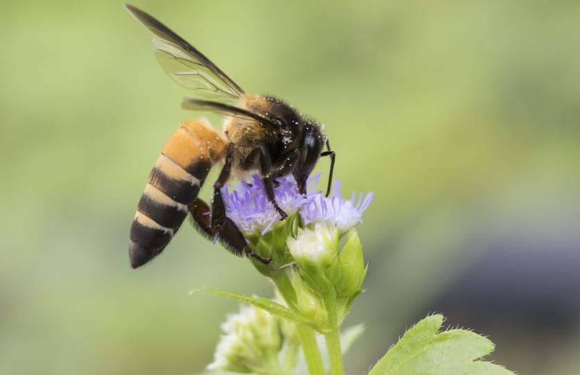 Wildbiene, die eine lilane Blüte bestäubt. Der Hintergrund ist unscharf, grünlich.