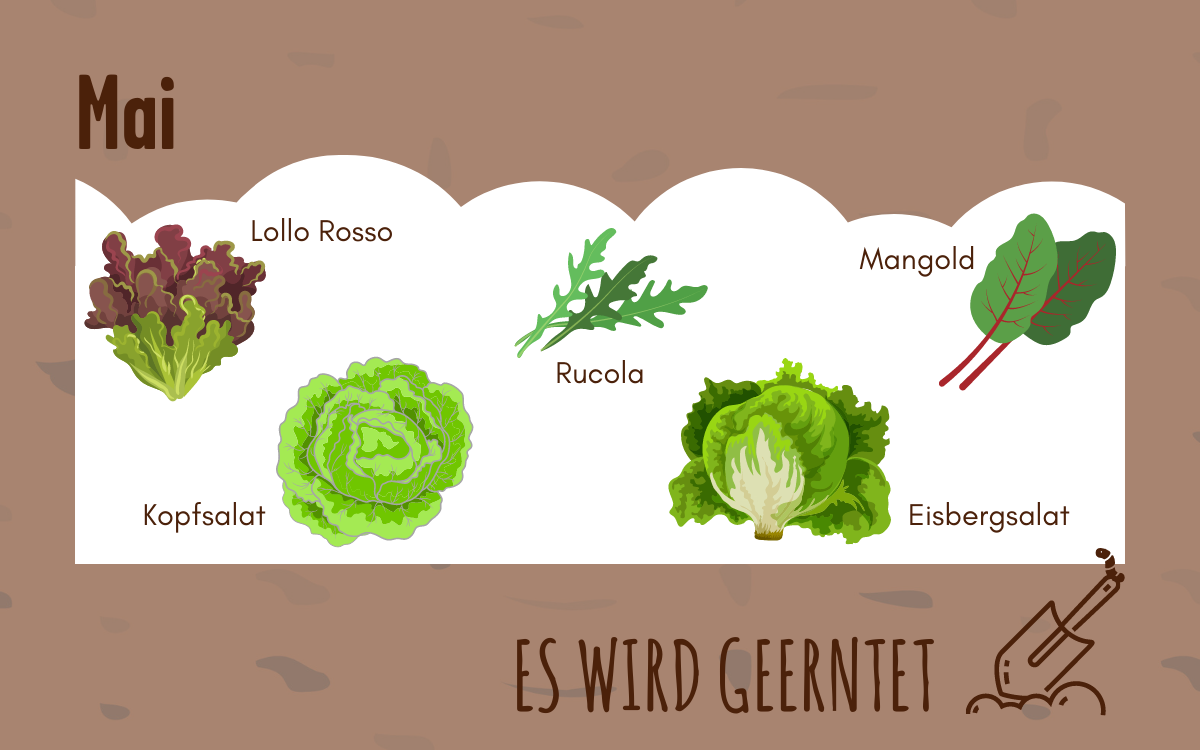 Verschiedene Salatarten, die im Mai geerntet werden. 