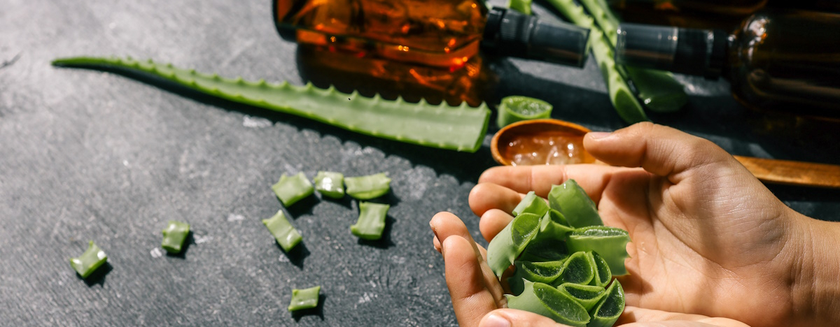 H&auml;nde, die St&uuml;cke von der Aloe vera Pflanze halten