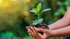 Zwei H&auml;nde halten ein Haufen Blumenerde mit einer Pflanze drin.