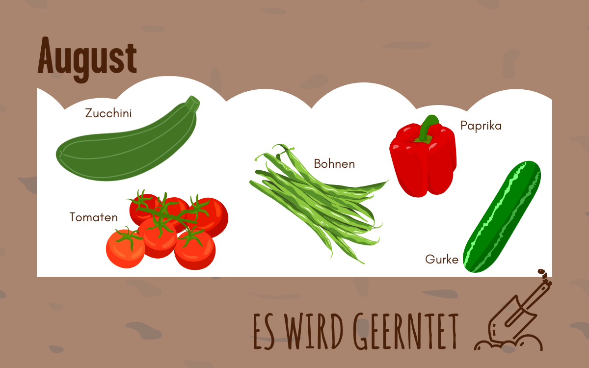 Grafiken von saisonalem Gem&uuml;se im August