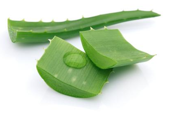 Aloe Vera Pflanze in St&uuml;cken