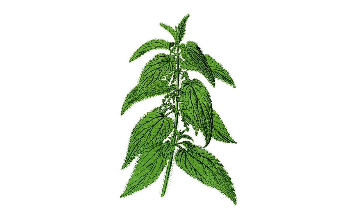 Grafik von einer Brennnessel