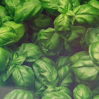 Ganz viele Basilikumstr&auml;uche