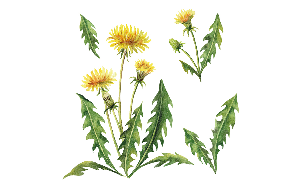 Grafik von L&ouml;wenzahn