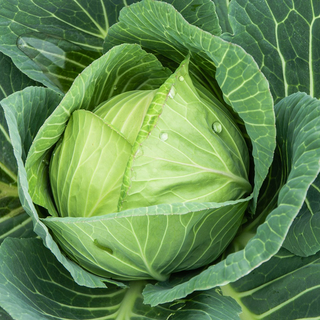 Ansicht eines Wei&szlig;kohls auf einem Feld