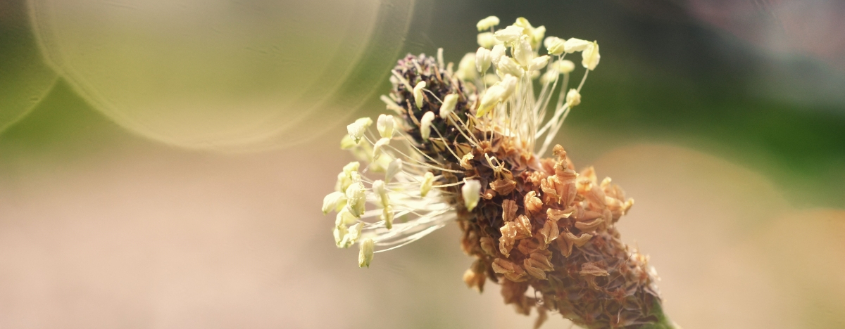 Eine Bl&uuml;te der Pflanze Spitzwegerich