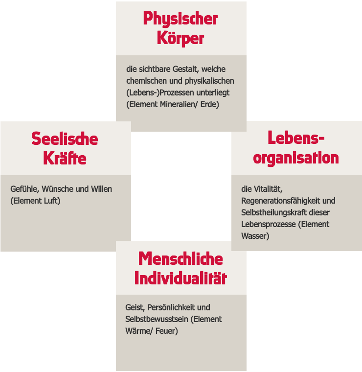 BKK-VBU Ratgeber: Grafik des antroposophischer Lebensprozesses. 