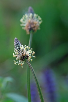 BKK-VBU Versicherten-Newsletter: Nahaufnahme einer Spitzwegerichpflanze
