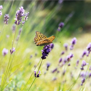 Schmetterling auf einer Wiese mit Lavendel